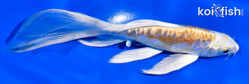 6" GINRIN DOITSU HARIWAKE BUTTERFLY