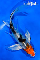 5.5" YAMATO NISHIKI BUTTERFLY