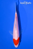 5.25" KOHAKU