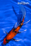 6.5" HI SHOWA BUTTERFLY