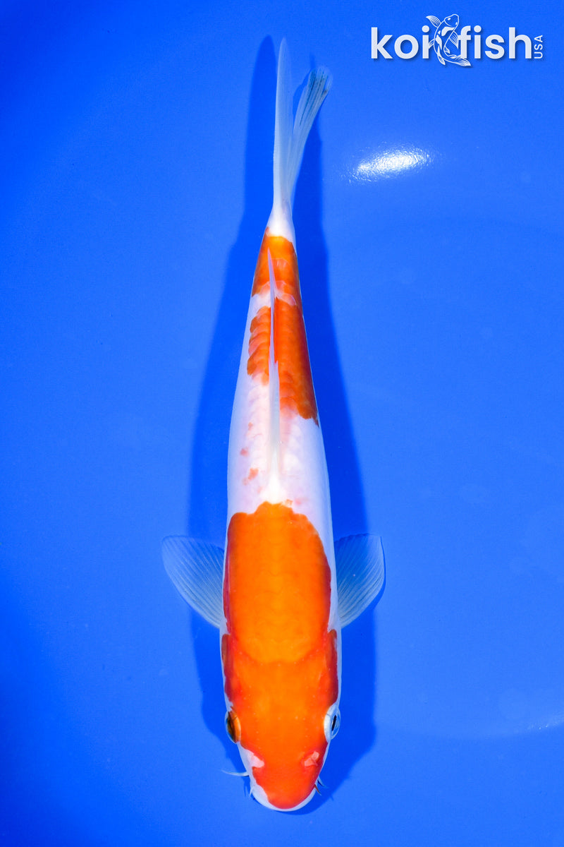 8.5" DOITSU KOHAKU