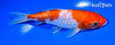 6.25" GINRIN KOAHKU