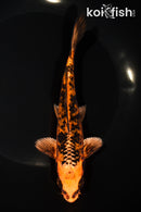 7" KIN ORENJI BEKKO