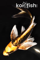 6.75" ARAGOKE KIN KIKOKURYU BUTTERFLY