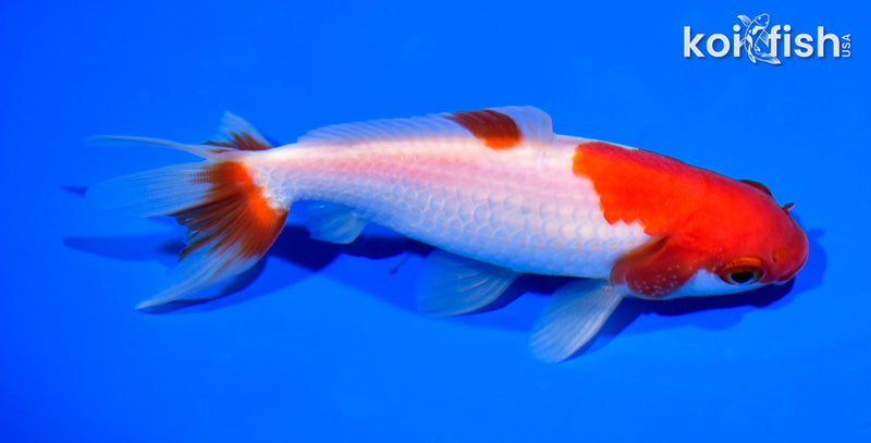 5" SARASA WAKIN GOLDFISH