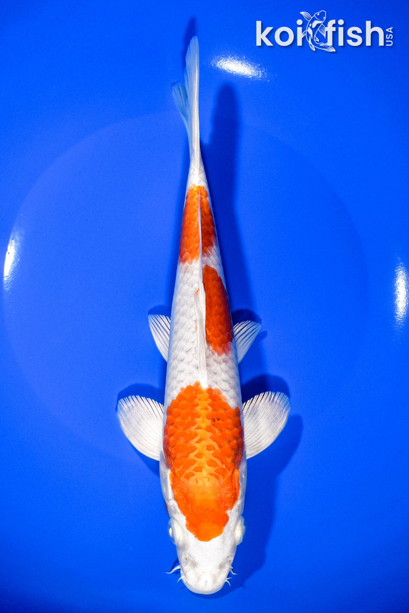 8.5" HARIWAKE