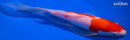 9.75" KOHAKU BUTTERFLY
