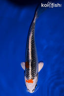 5.75" KUJAKU