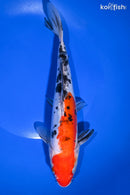 9.75" DOITSU SANKE