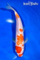 10" KOHAKU