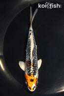 5.25" ARAGOKE KUJAKU