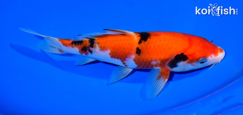 7.25" AKA SANKE