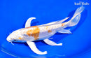 8.75" DOITSU HARIWAKE BUTTERFLY