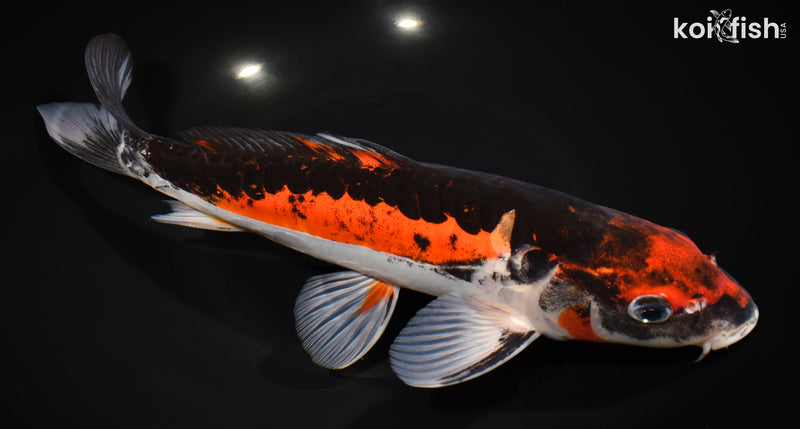 12.5" BENI KUMONRYU