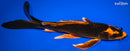 10" KIN ORENJI MATSUBA BUTTERFLY