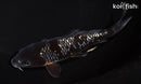 6.25" GINRIN OCHIBA SHIGURE