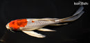 9.5" KUJAKU BUTTERFLY
