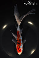 8.75" SHUBUNKIN GOLDFISH