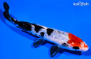 6" DOITSU SANKE