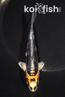 5.25" BENI KIKOKURYU