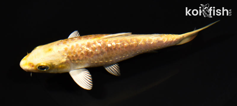 5" GINRIN YAMABUKI OGON