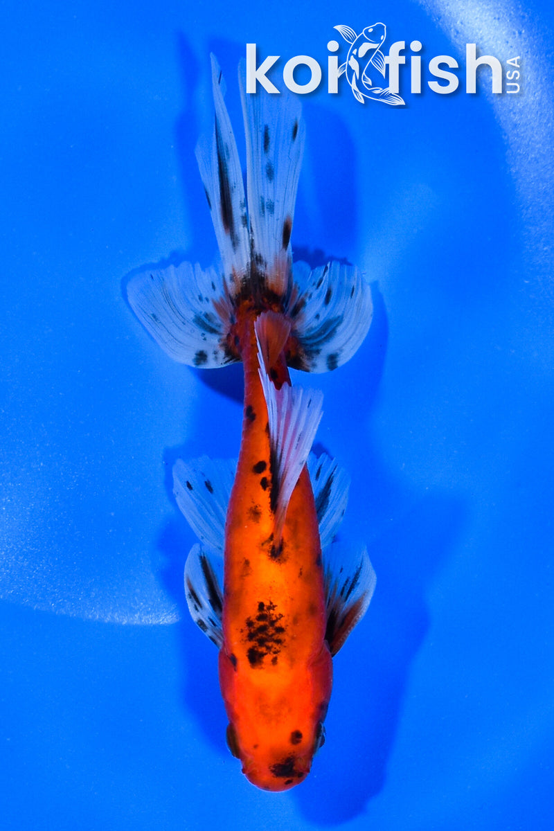 5.75" WAKIN GOLDFISH