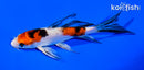 5.25" YAMATO NISHIKI BUTTERFLY