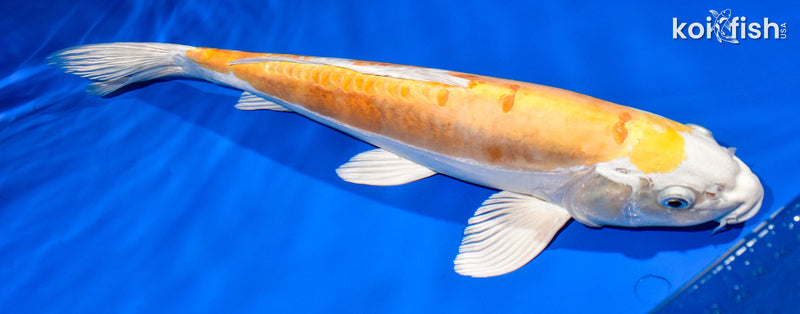 15.5" KIKUSUI