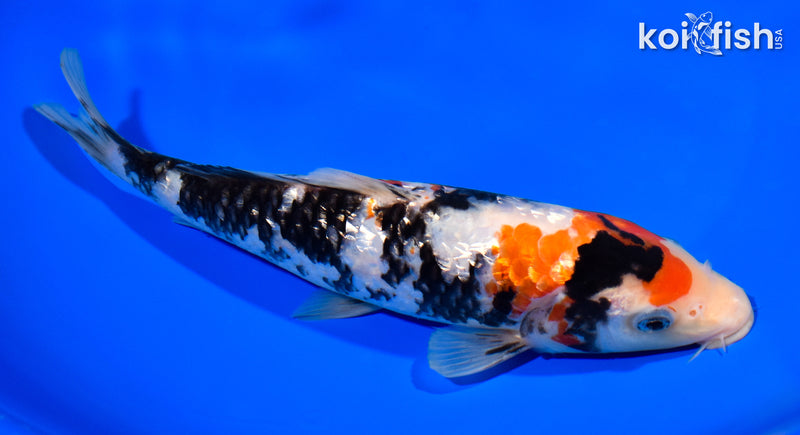 8" GINRIN SHOWA