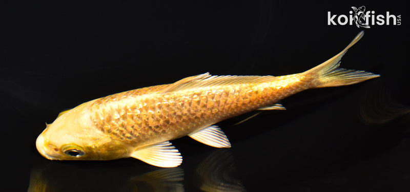 5.5" GINRIN YAMABUKI OGON