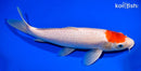 13" TANCHO KOHAKU