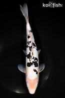 11.25" DOITSU SHIRO BEKKO