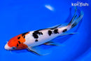 9.25" SANKE BUTTERFLY