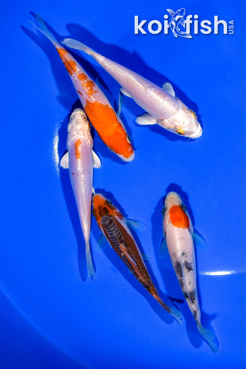 PACK OF (5) 3.5"- 4" STANDARD KOI