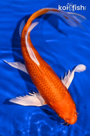 9.25" HARIWAKE BUTTERFLY
