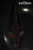 6" GINRIN OCHIBA SHIGURE