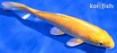 7.25" YAMABUKI OGON