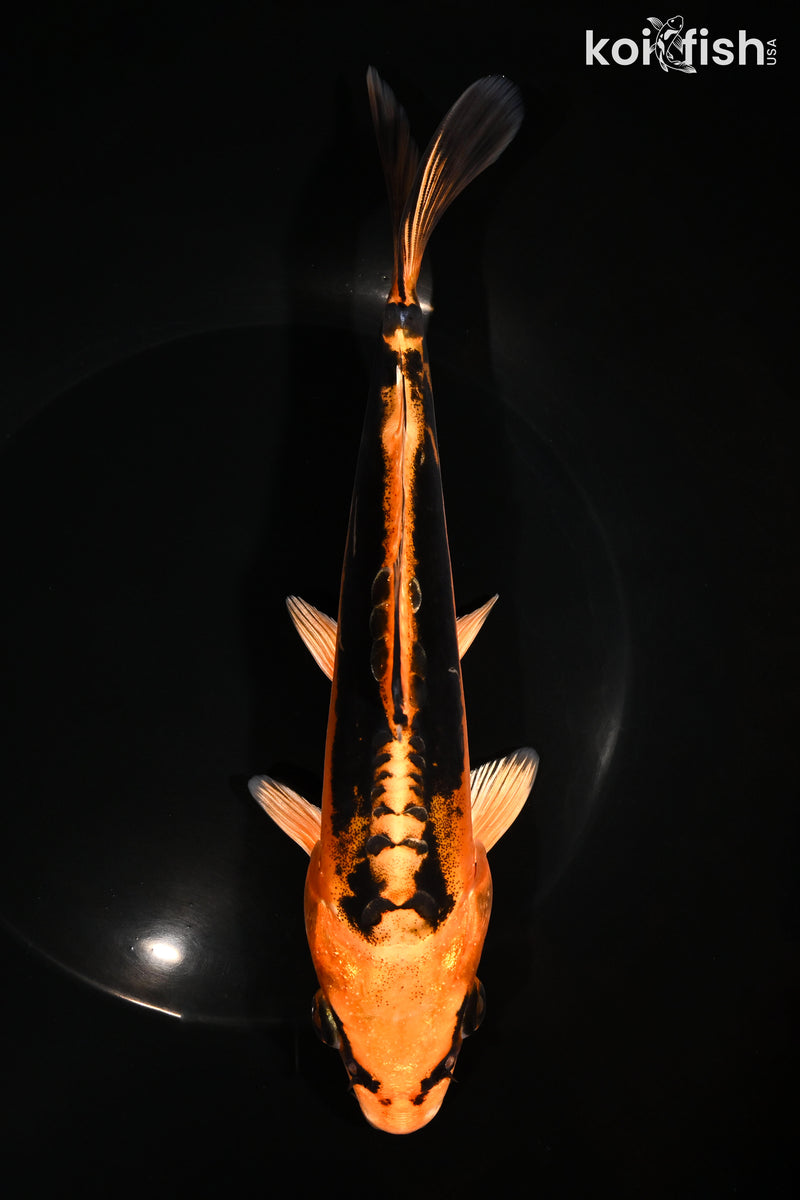 8.25" BENI KIKOKURYU