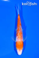 5.75" GINRIN KOHAKU
