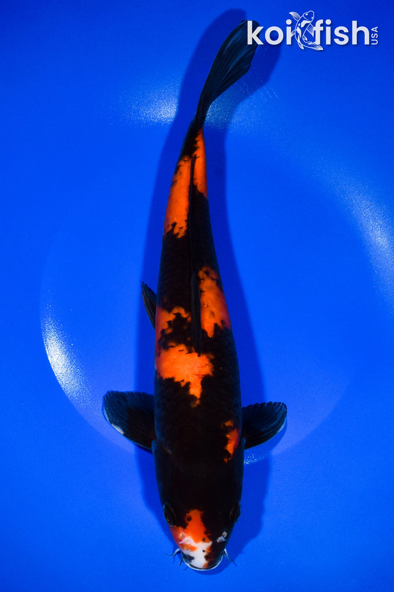 11" HI SHOWA