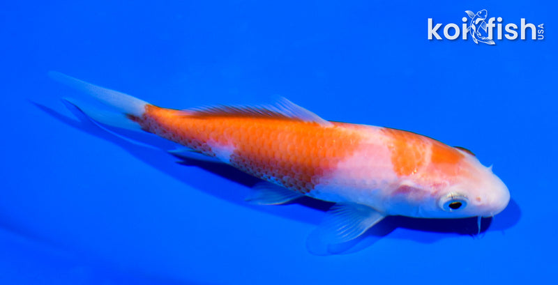 5" KOHAKU