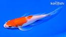 6.75" KOHAKU BUTTERFLY