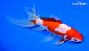 7" SARASA WATONAI GOLDFISH