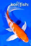 6.5" HARIWAKE BUTTERFLY