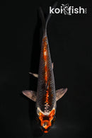 4" BENI GINGA