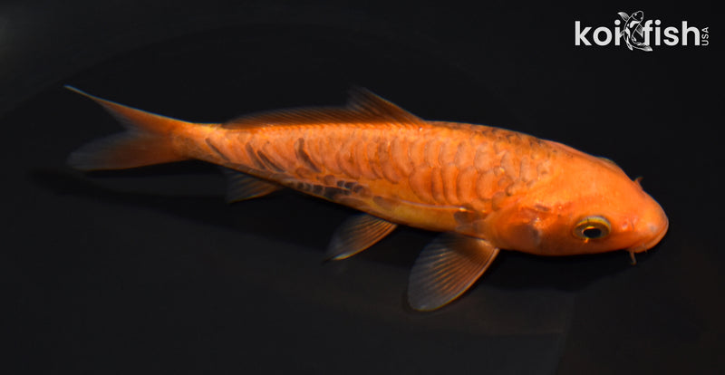 5.25" ARAGOKE CHAGOI