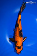 9.75" KIN HI UTSURI