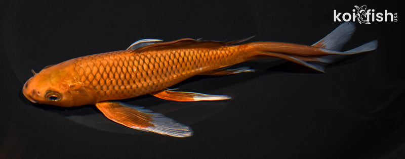 7.25" CHAGOI BUTTERFLY