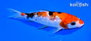 5.75" GINRIN SANKE