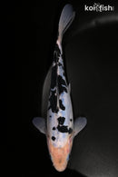 8.25" DOITSU SHIRO BEKKO